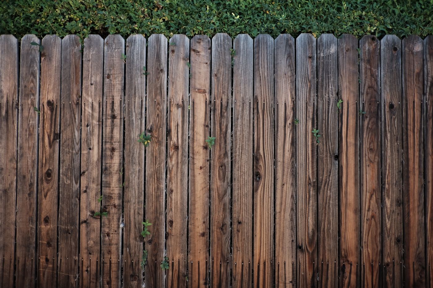 Tall board-on-board wooden privacy fence