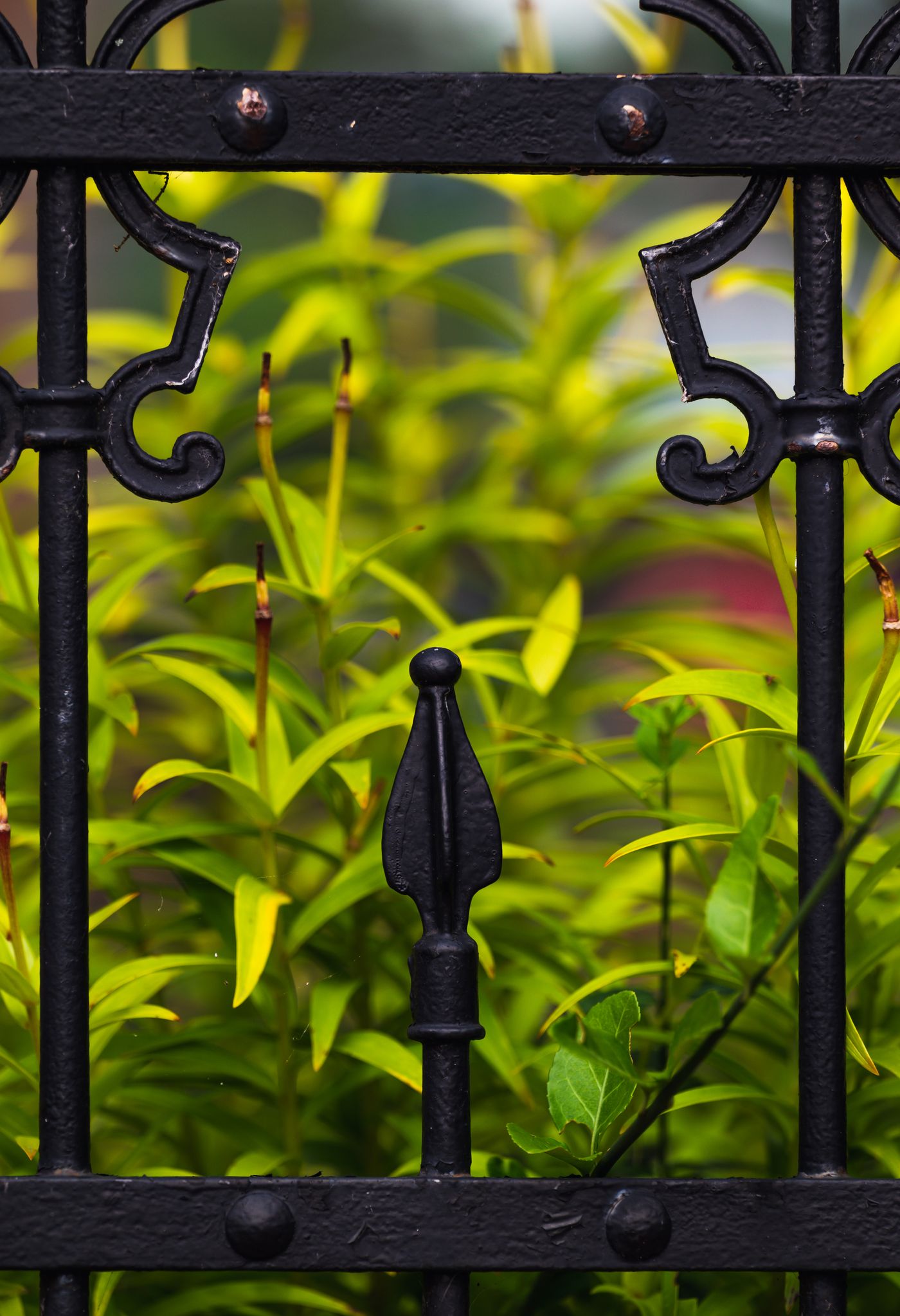 Ornate black wrought iron fence in front of green foliage