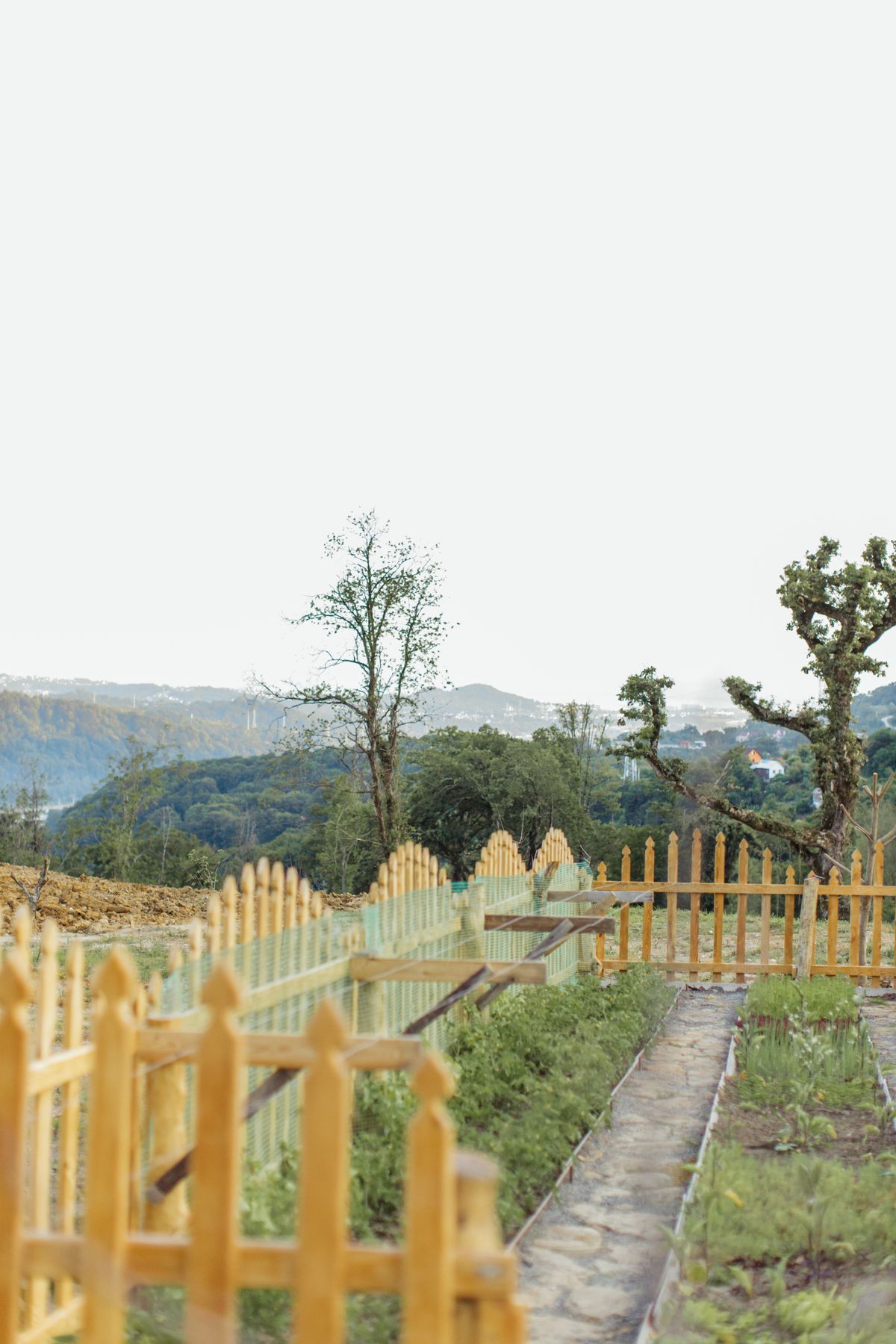 Wooden picket fence around a vegetable garden