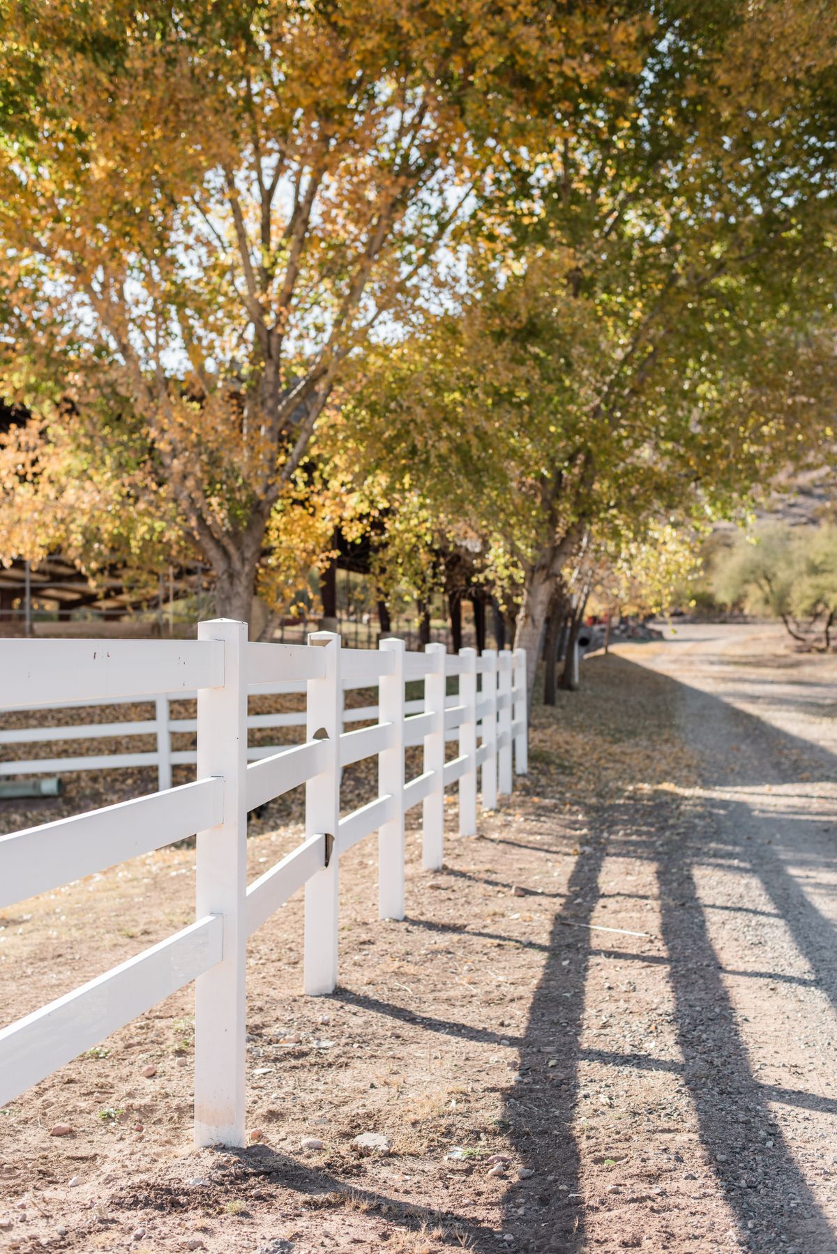 White board ranch fence along a tree-lined road