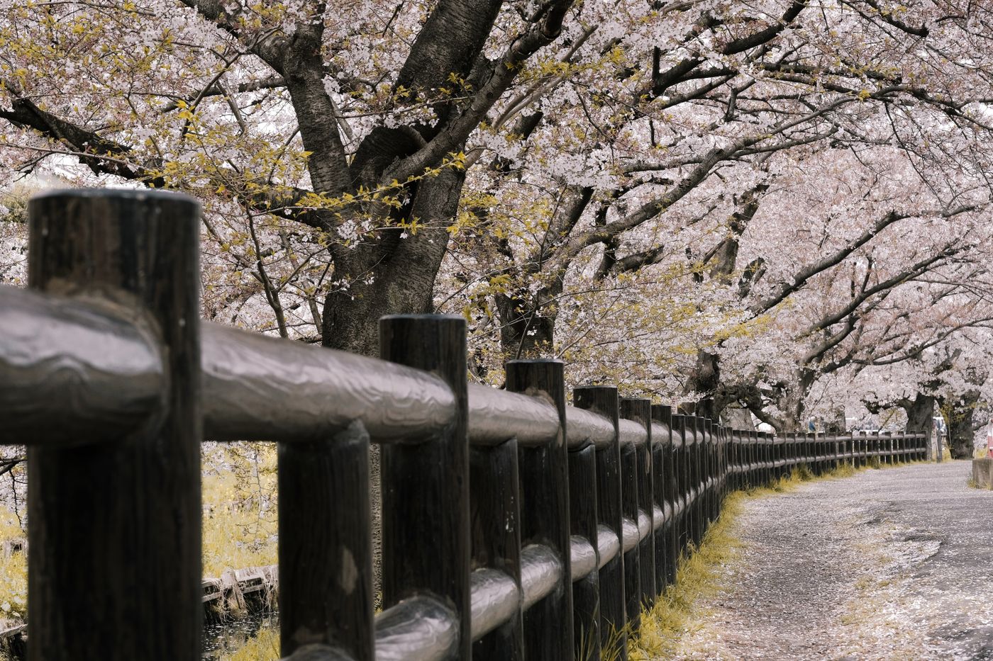 Rustic dark-stained post and rail fence under blossoming trees